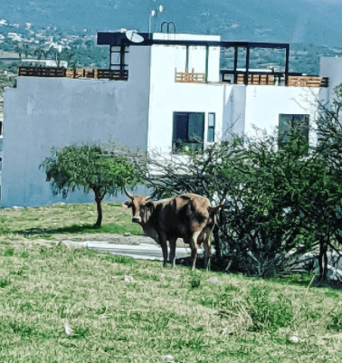 Cow in neighborhood