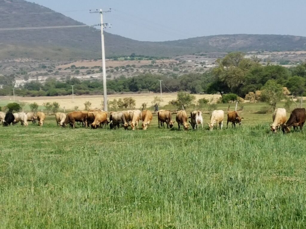 Cows at Flor de Alfalfa Farm