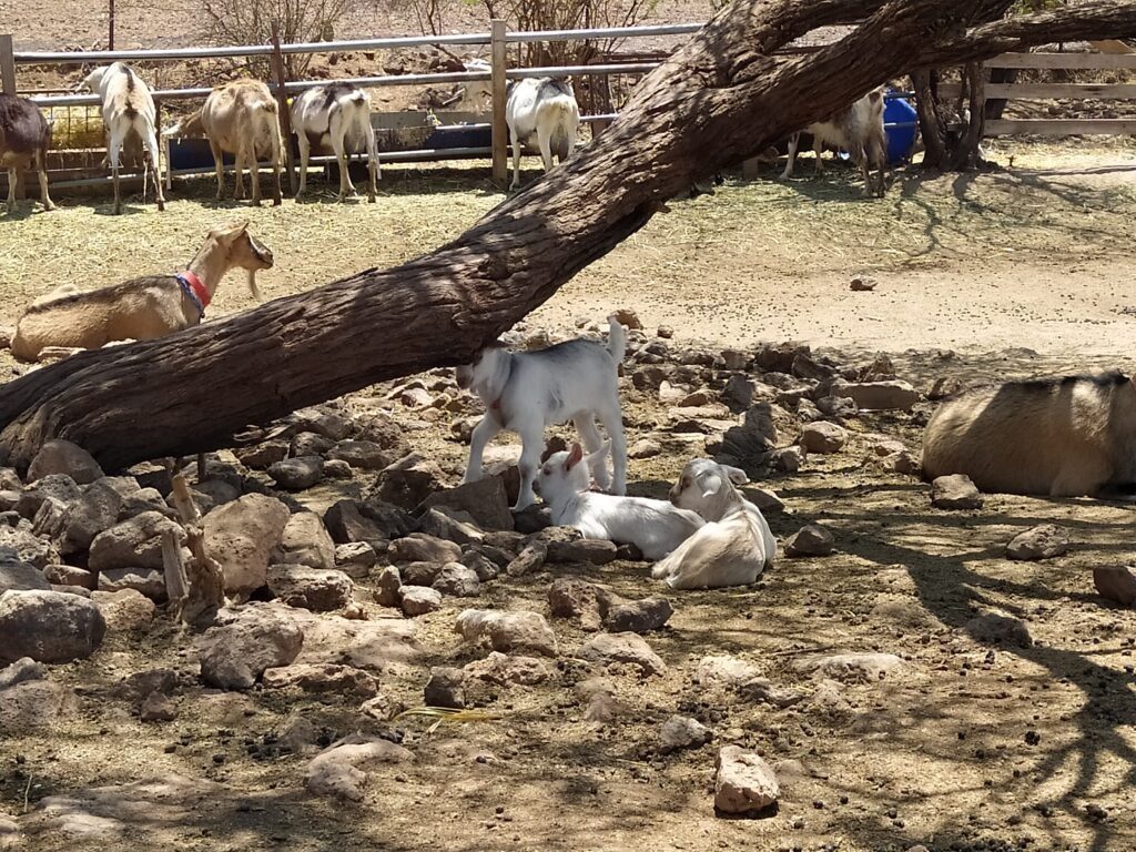 Goats on a farm in Queretaro, Mexico