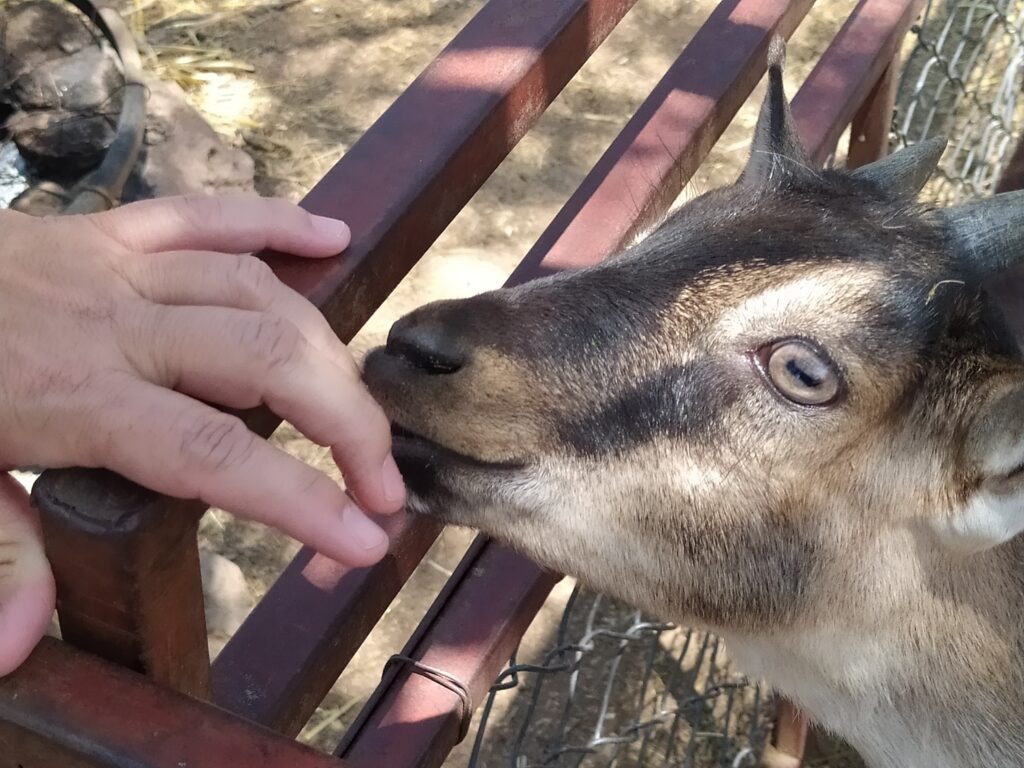 Friendly goat at a goat milk cheese farm 