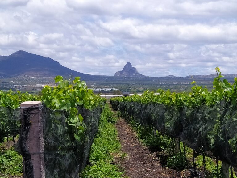 Wine Tours and Trips Calendar
