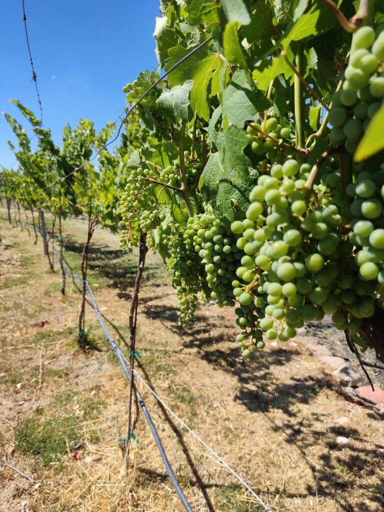 Vineyards in Verde Valley, Arizona